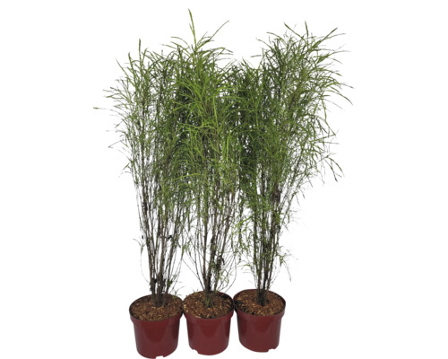 Trei plante de stuf în ghivece