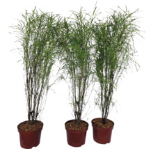 Trei plante de bambus subțiri în ghivece