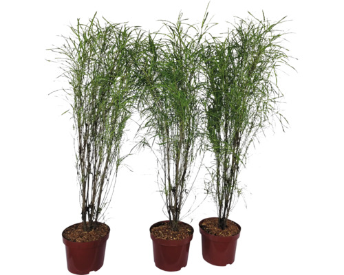 Trei plante de bambus subțiri în ghivece