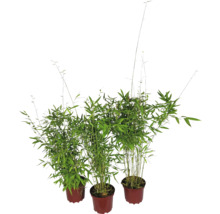Trei plante de bambus în ghivece