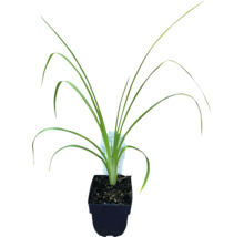 Iris într-un ghiveci