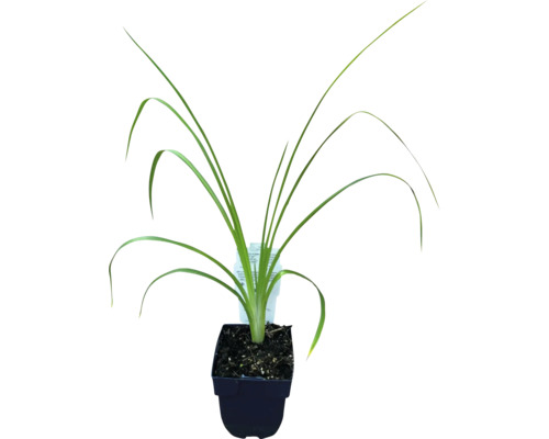Iris într-un ghiveci