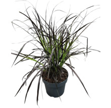 Plantă de iarbă în ghiveci