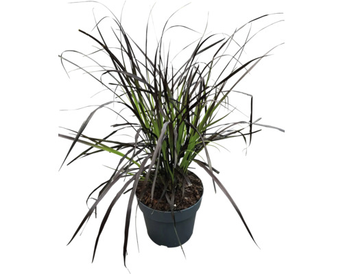 Plantă de iarbă în ghiveci