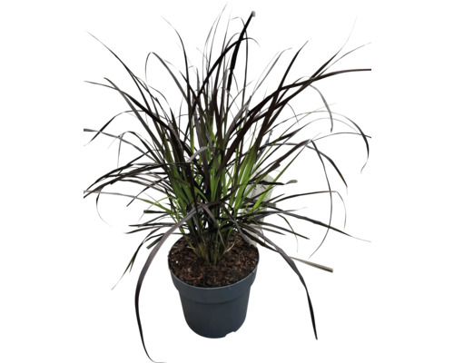 Iarbă ornamentală neagră în ghiveci