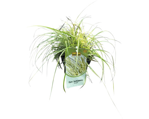 Iarbă ornamentală FloraSelf Carex oshimensis 'Evergold' H 5-15 cm ghiveci Ø 14 cm, 3 buc. Carex hachijoensis japonez în ghiveci