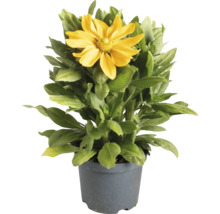Rudbeckia într-un ghiveci