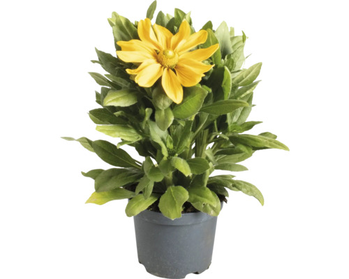Rudbeckia într-un ghiveci