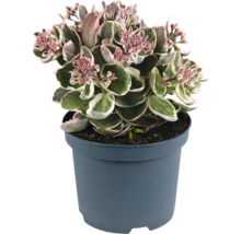 Sedum în ghiveci cu flori roz