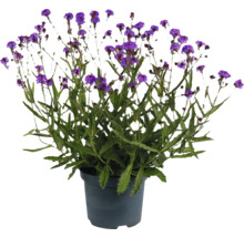 Verbină în ghiveci cu flori violet