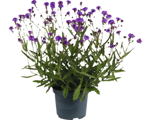 Verbină în ghiveci cu flori violet