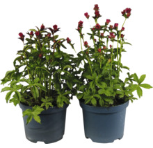 Două astrantia în ghivece