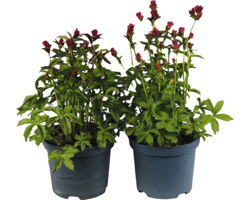 Două astrantia în ghivece