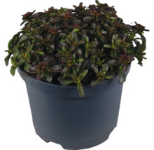 Planta Ajuga reptans cu frunze închise la culoare în ghiveci
