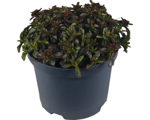 Planta Ajuga reptans cu frunze închise la culoare în ghiveci