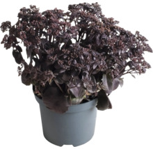 Sedum în ghiveci
