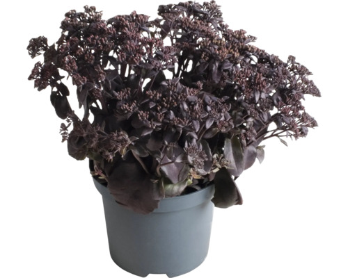 Sedum în ghiveci