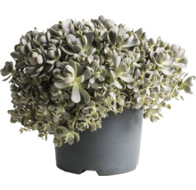 Crassula în ghiveci