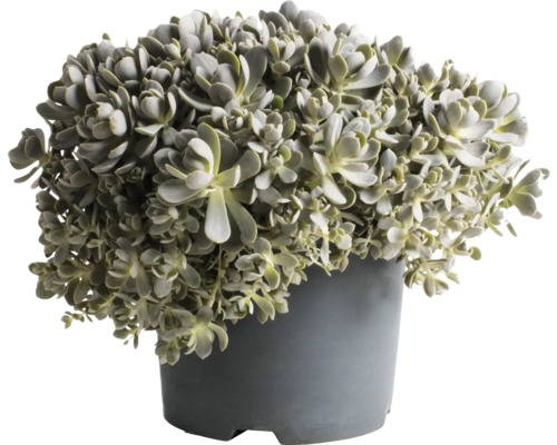 Crassula în ghiveci