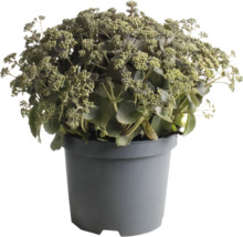 Sedum în ghiveci