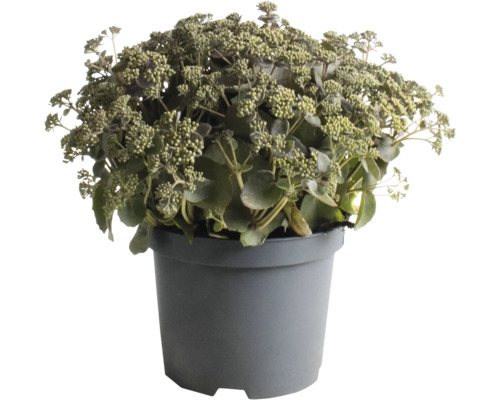 Sedum în ghiveci