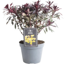 Euphorbia, plantă de interior în ghiveci