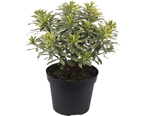 Laptele cucului FloraSelf Euphorbia characias subsp. wulfenii 'Silver Swan' H 5-20 cm ghiveci Ø 15 cm Laptele cucului FloraSelf Euphorbia characias subsp. wulfenii 'Silver Swan' H 5-20 cm ghiveci Ø 15 cm