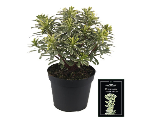 Euphorbie Silver Swan în ghiveci