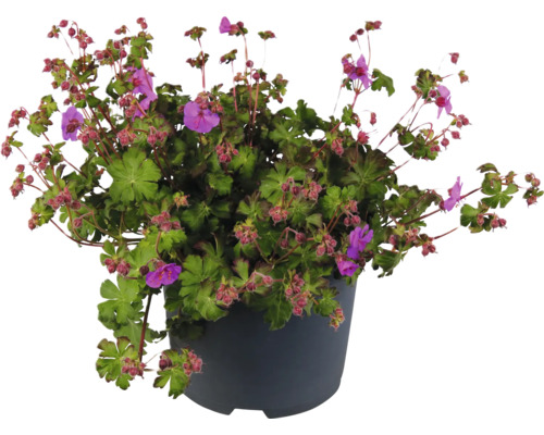 Ciocul berzei sângeriu într-o jardinieră