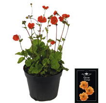 Plantă Geum Orange în ghiveci