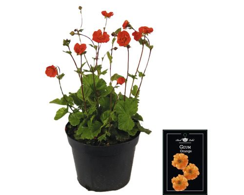 Plantă Geum Orange în ghiveci