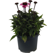 Plantă de Echinacea într-un ghiveci
