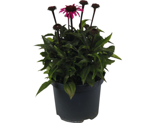 Plantă de Echinacea într-un ghiveci