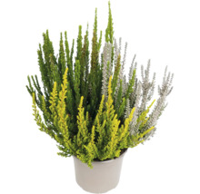 Plantă de iarbă neagră în ghiveci