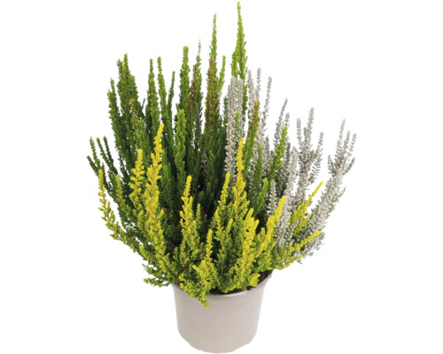 Plantă de iarbă neagră în ghiveci