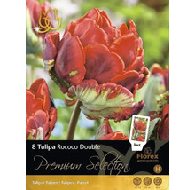 Pachet cu 8 bulbi de lalele Tulipa Rococo Double