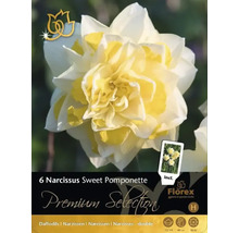 Pachet de 6 narcise Sweet Pomponette, varietate dublă