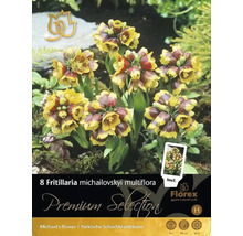 Pachet cu opt bulbi de Fritillaria michailovskyi multiflora