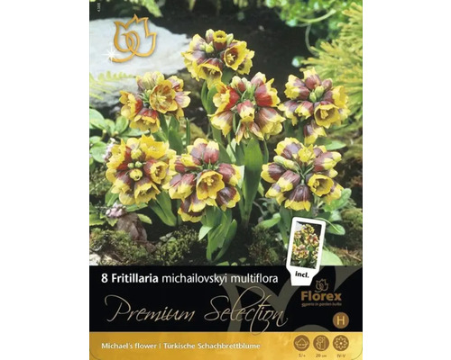 Pachet cu opt bulbi de Fritillaria michailovskyi multiflora