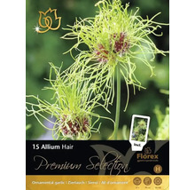 Pachet cu 15 bulbi de Allium Hair ornamental