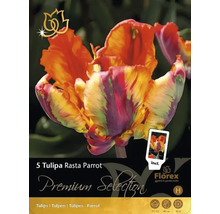 Pachet cu cinci bulbi de lalele Tulipa Rasta Parrot
