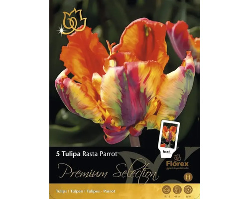 Pachet cu cinci bulbi de lalele Tulipa Rasta Parrot