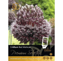 Pachet cu trei bulbi de usturoi ornamental Allium Red Mohican