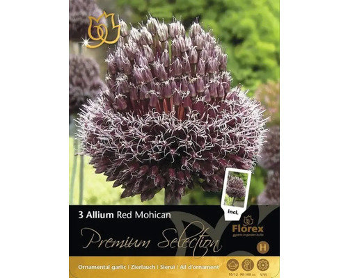 Pachet cu trei bulbi de usturoi ornamental Allium Red Mohican
