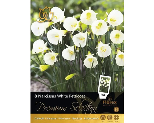 Pachet cu opt narcise White Petticoat