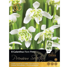 Pachet cu opt bulbi de Galanthus Flore Pleno