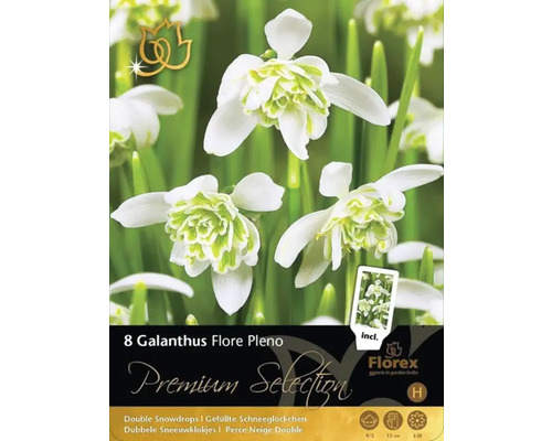 Pachet cu opt bulbi de Galanthus Flore Pleno