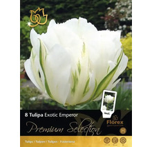 Ambalaj bulbi de lalele Exotic Emperor