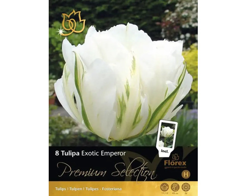 Ambalaj bulbi de lalele Exotic Emperor
