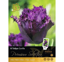 Pachet de bulbi de lalele Tulipa Gorilla cu lalele violet, franjurate